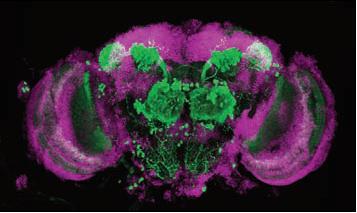 Olfactory centres (green) in Drosophila brain
